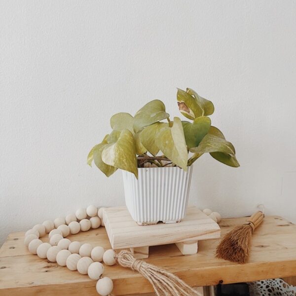 Wooden Mini Riser (Rosanna) - Image 12