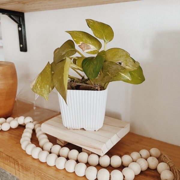 Wooden Mini Riser (Rosanna) - Image 9
